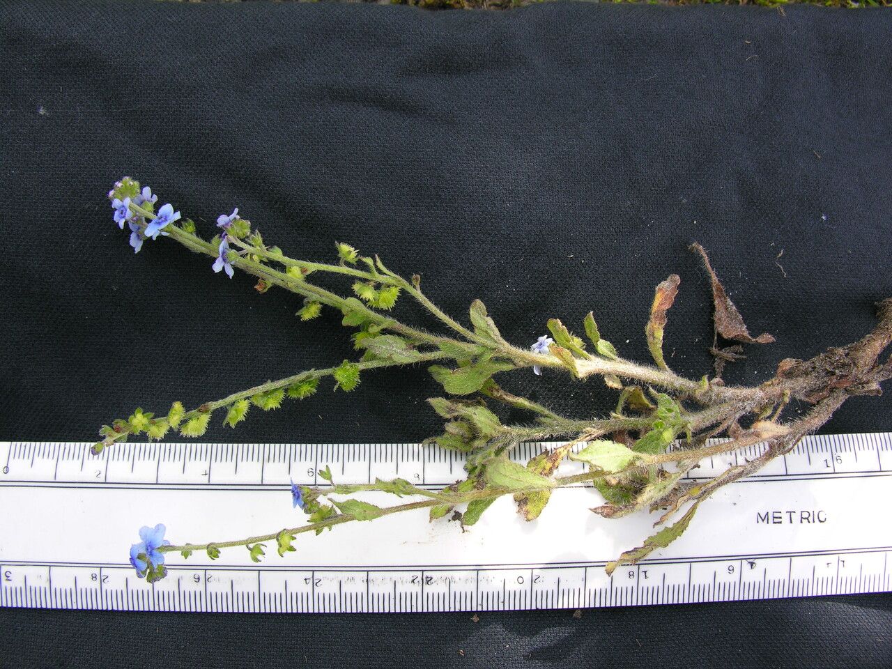 Cynoglossum wallichii — search result for 'Cynoglossum'