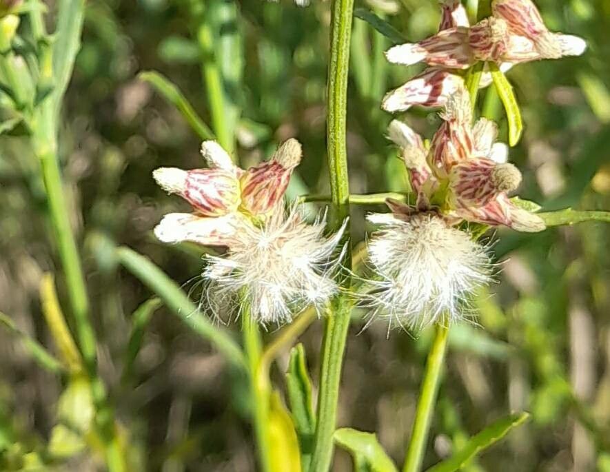 Baccharis spicata fruit