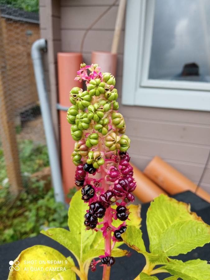 Phytolacca esculenta flower