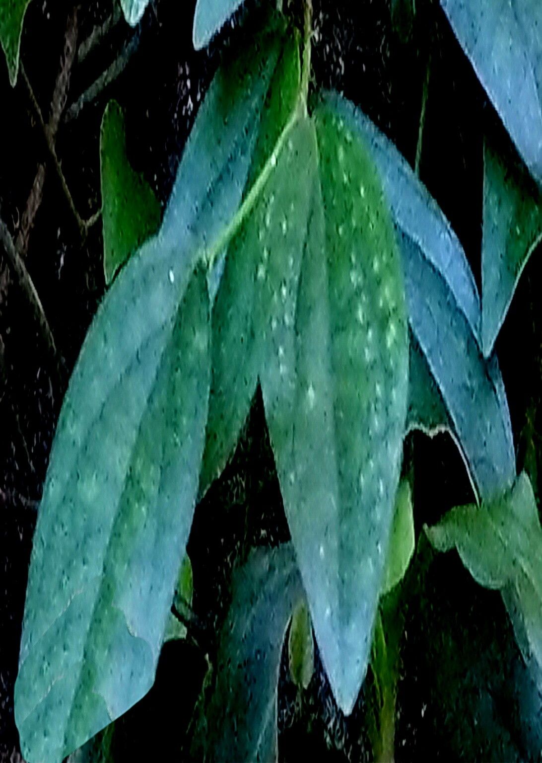 Goodyera foliosa — natural insect repellents houseplant