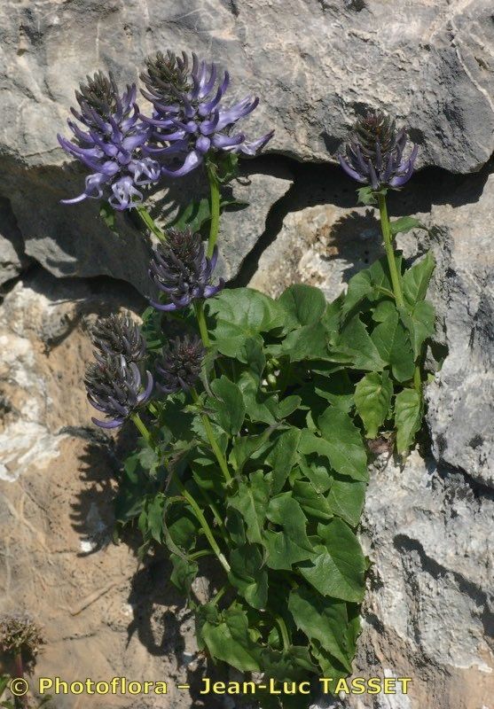 Phyteuma cordatum habit