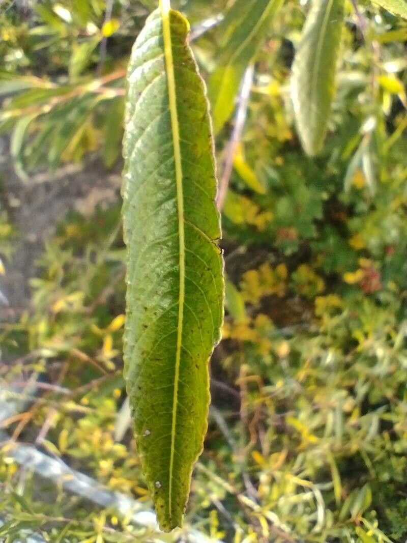 Salix daphnoides — search result for 'Salicaceae'