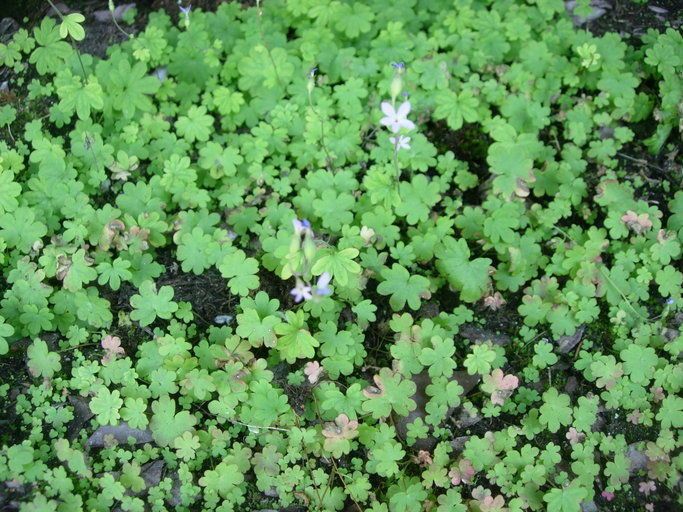 Suksdorfia violacea habit