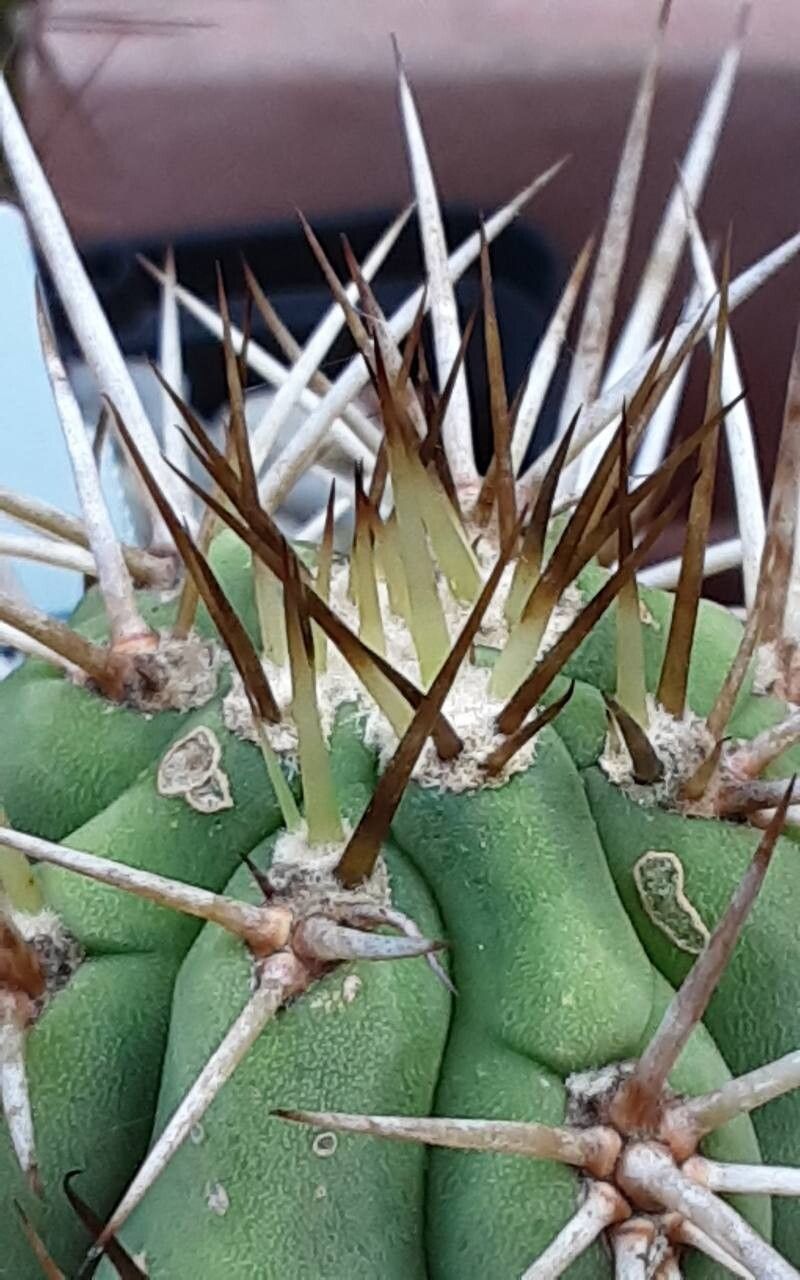 Leucostele chiloensis — related species from the same genus