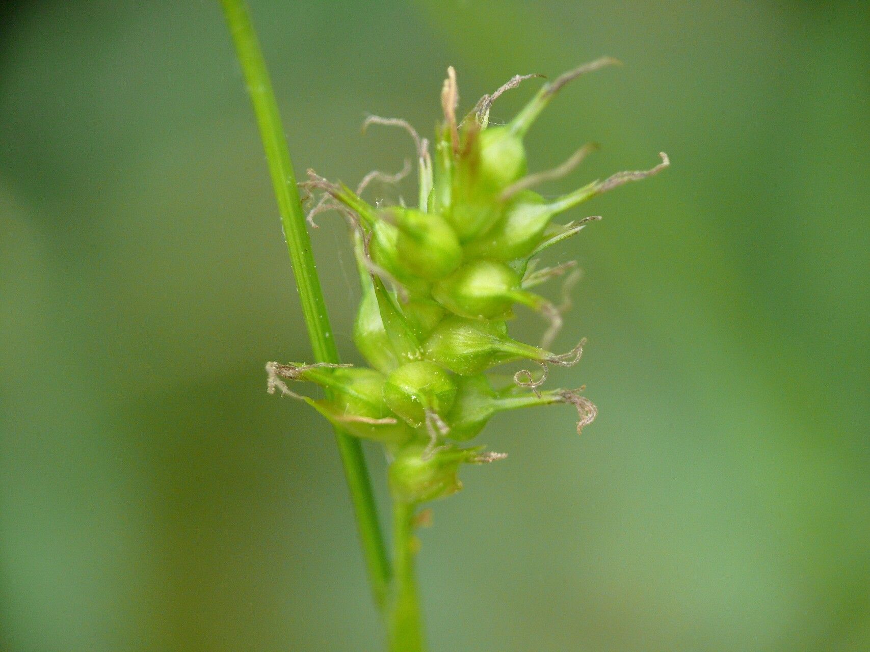 Carex michelii flower