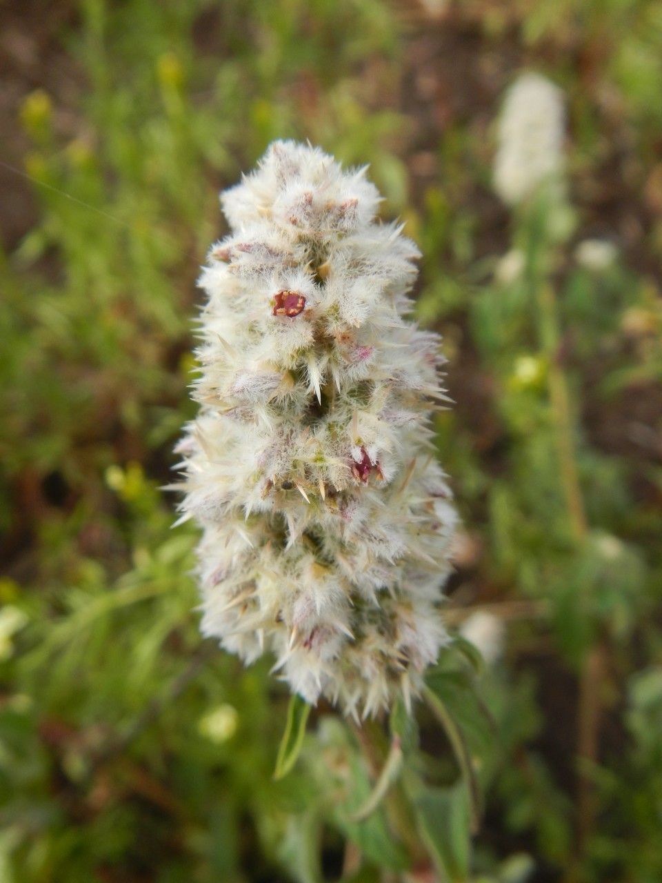 Cyathula orthacantha fruit