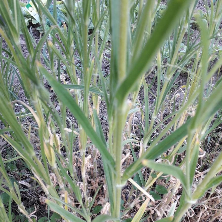 Agrostemma githago leaf