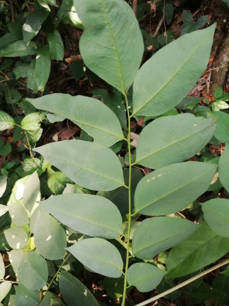 Afzelia bella leaf