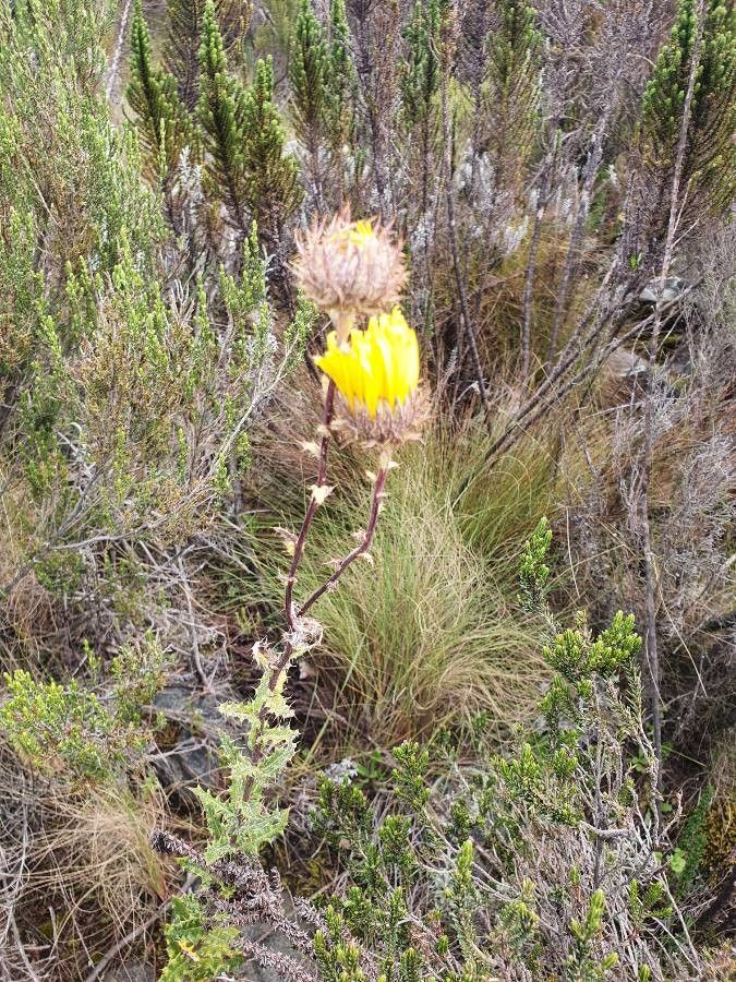 Berkheya spekeana habit