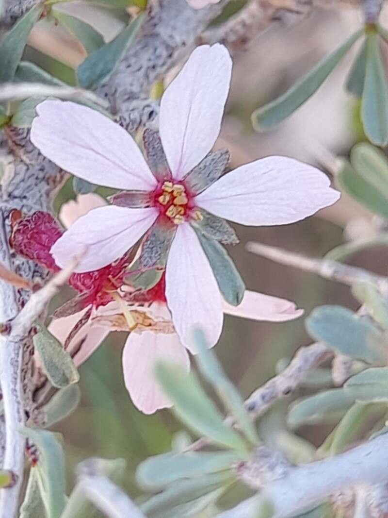 Prunus eburnea flower