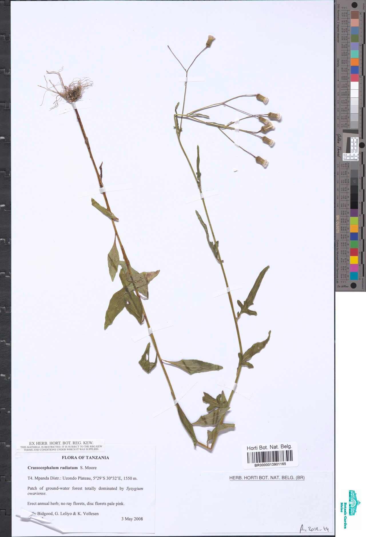 Crassocephalum radiatum — houseplant care guide