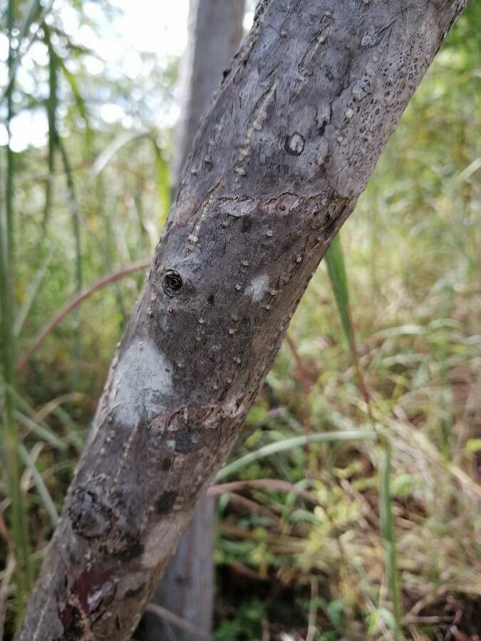 Myrospermum frutescens bark