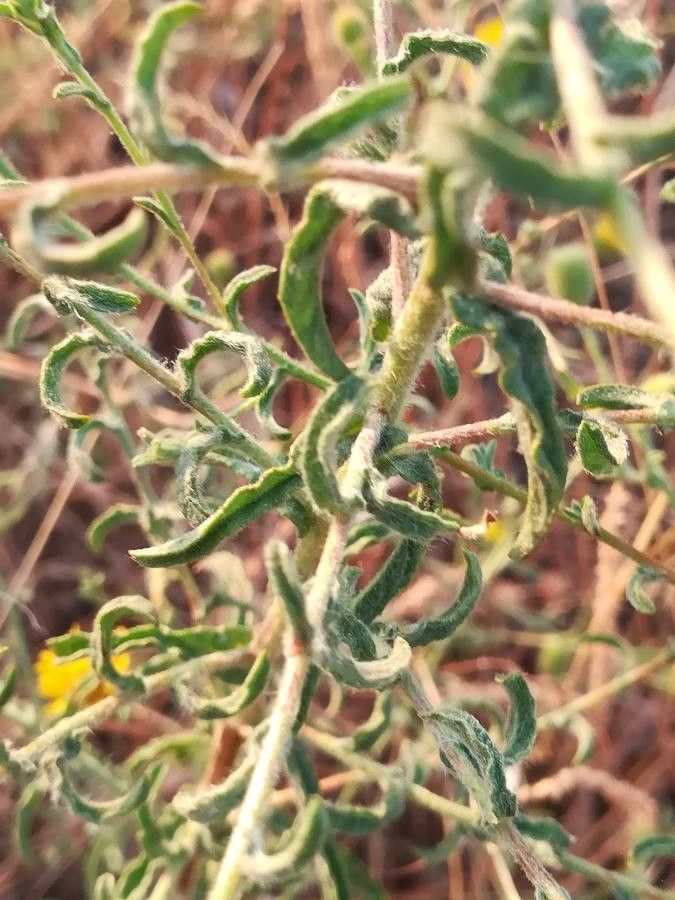 Pulicaria paludosa — search result for 'Perennial or annual herb'