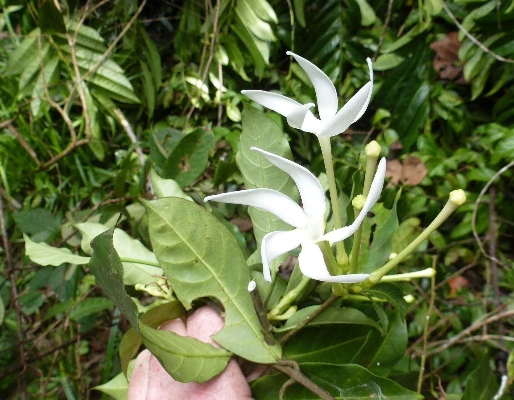 Tabernaemontana glandulosa — search result for 'Tabernaemontana'