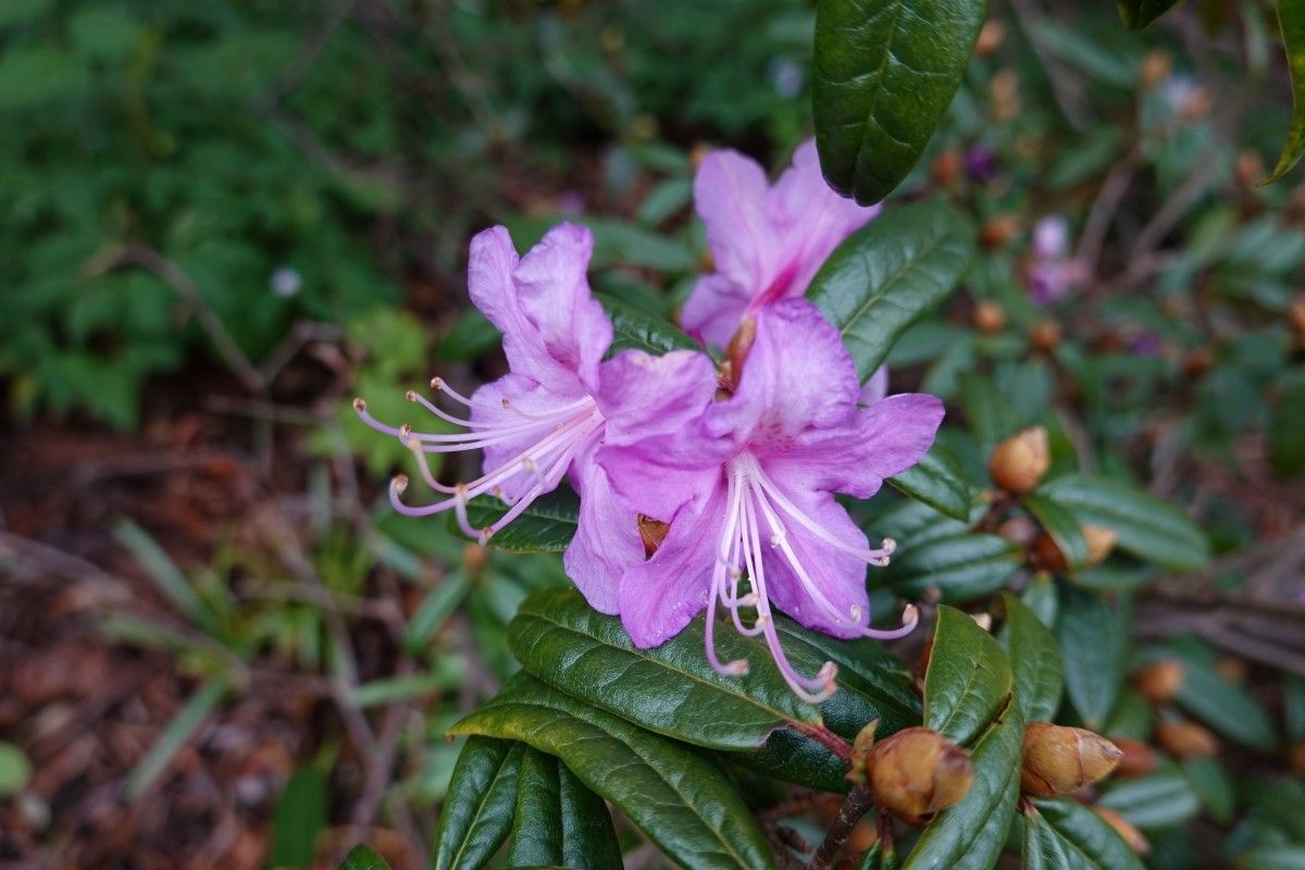 Rhododendron polylepis flower