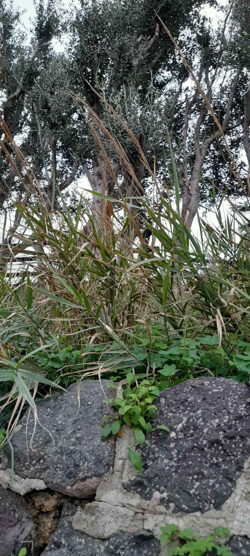 Arundo plinii — related species from the same genus