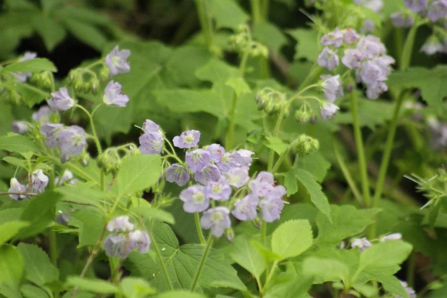 Hydrophyllum appendiculatum flower