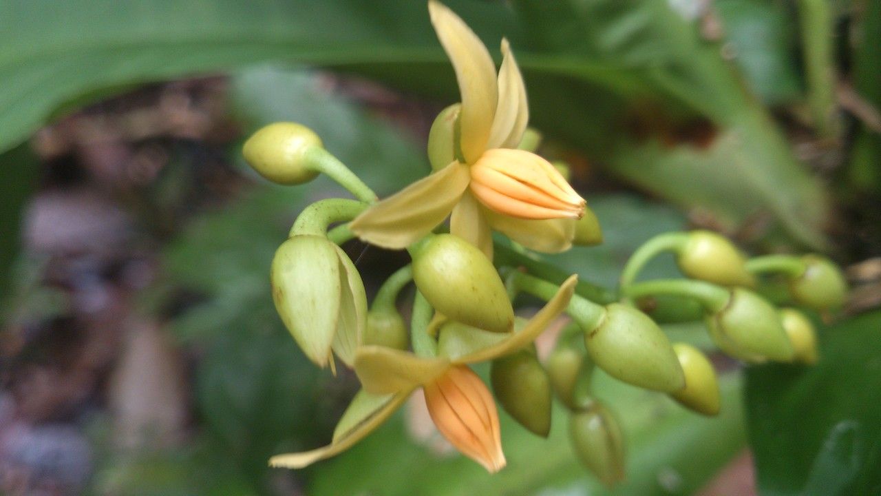 Ouratea crassinervia flower