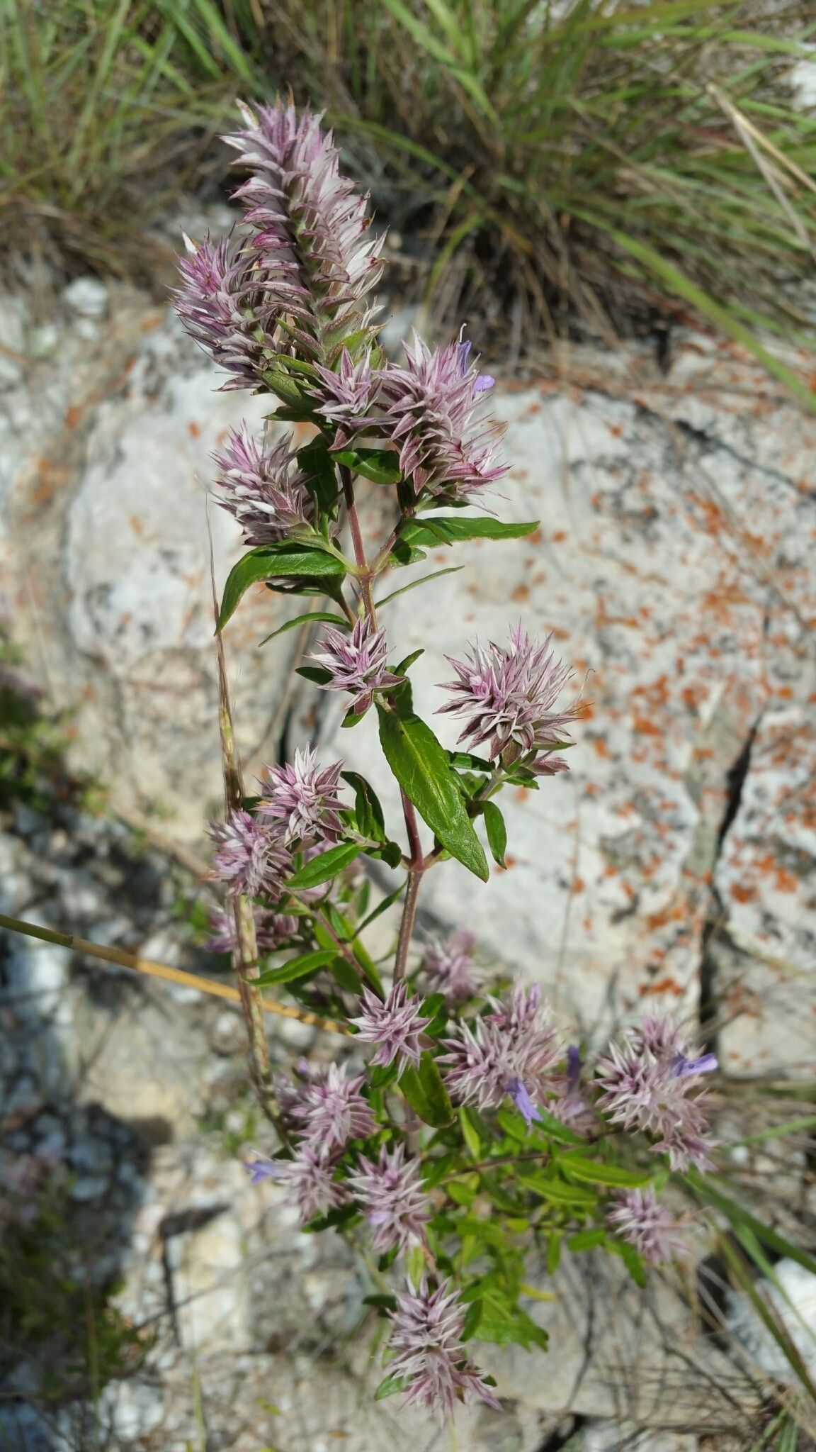 Lepidagathis perrieri flower