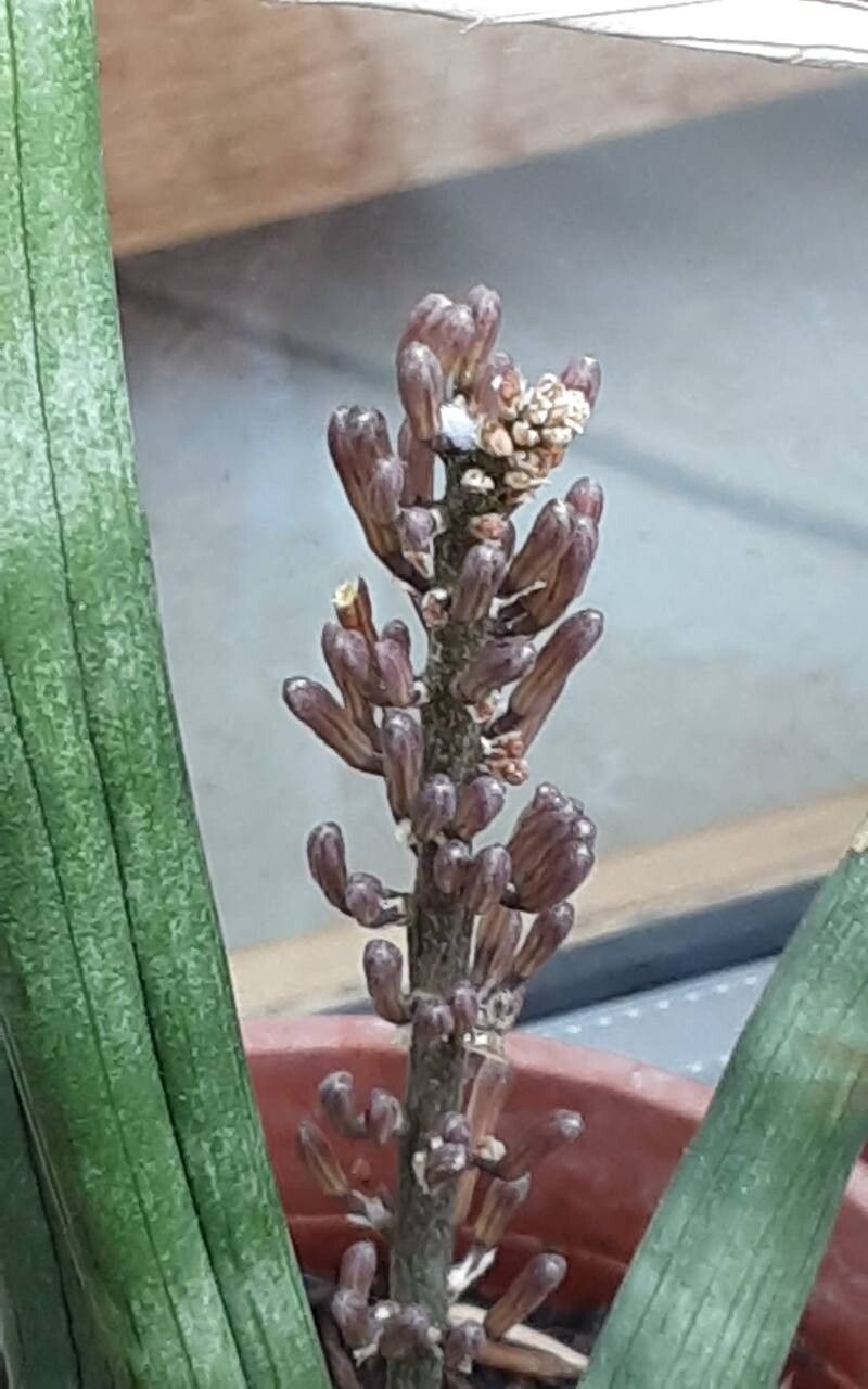 Dracaena canaliculata flower