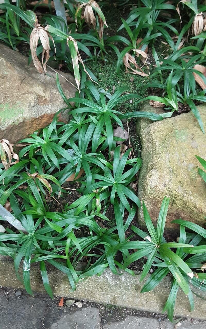 Cyperus diffusus habit