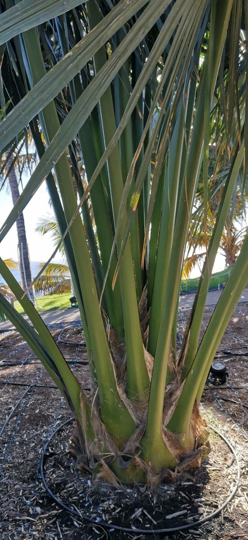 Corypha lecomtei bark