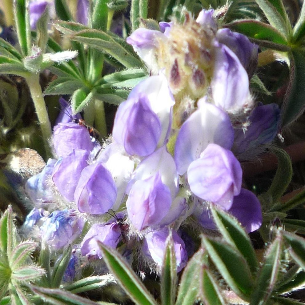 Lupinus conicus flower