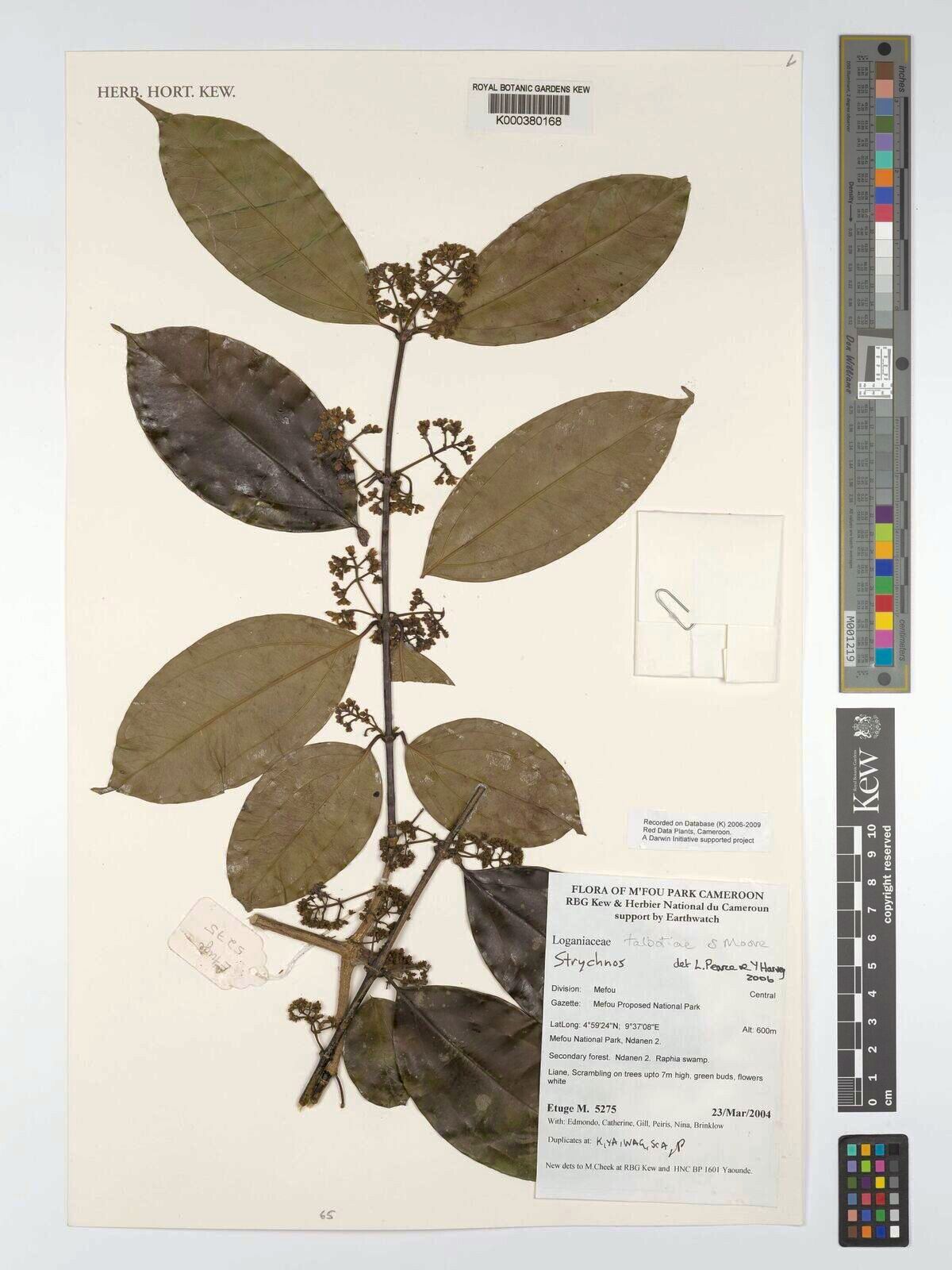 Strychnos talbotiae — houseplant care guide