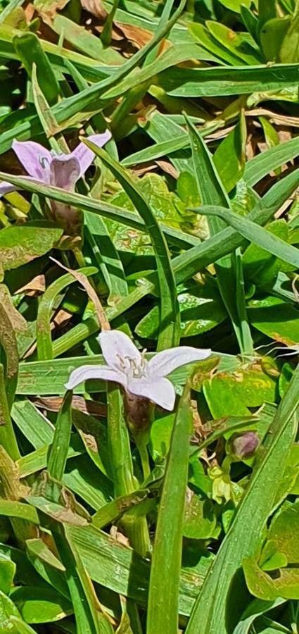Oldenlandia monanthos flower