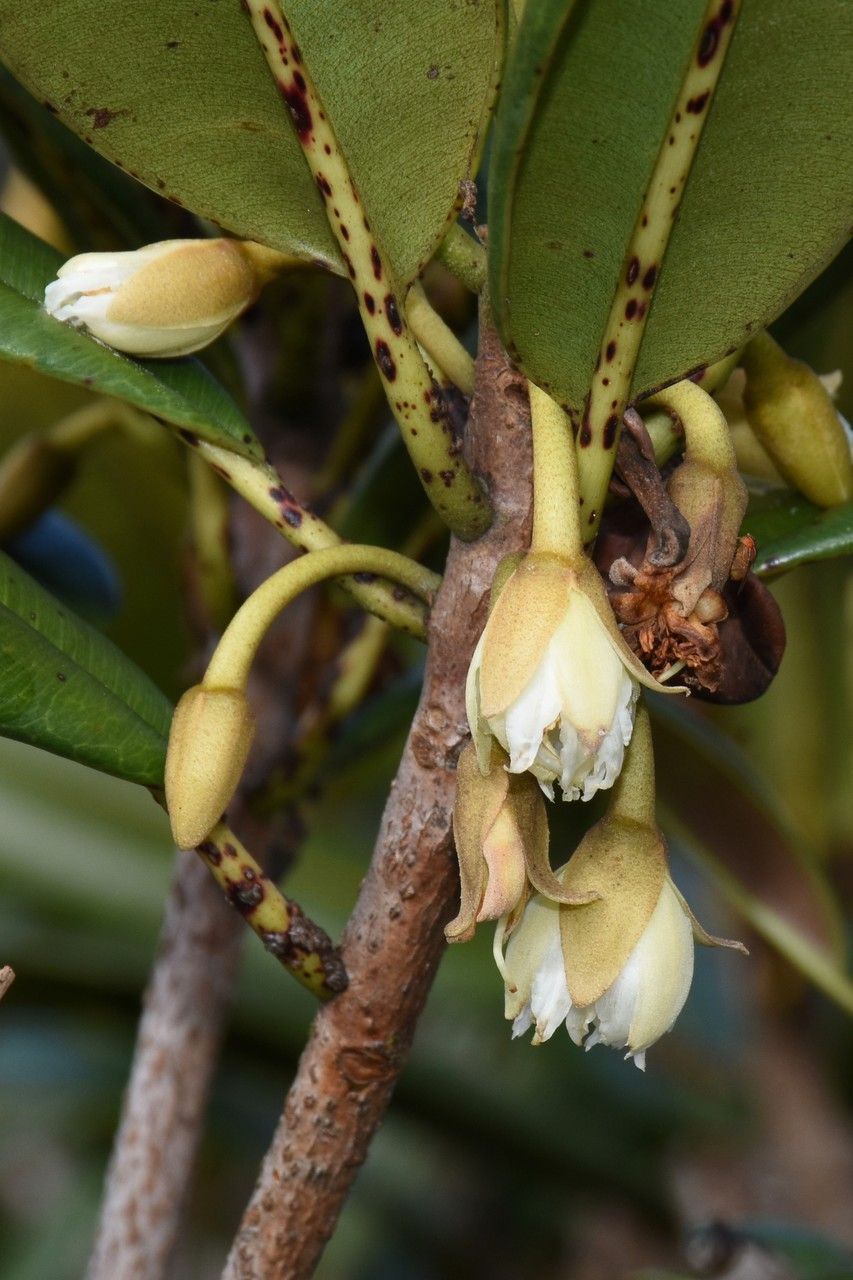 Labourdonnaisia calophylloides flower