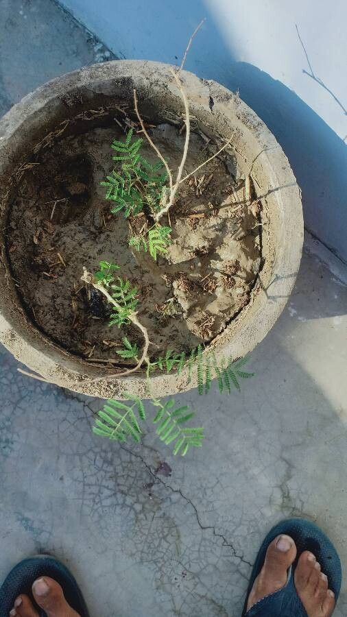 Vachellia gerrardii — search result for 'Acacia'