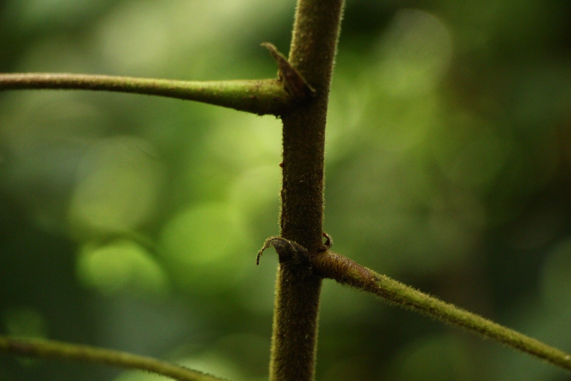 Macaranga angolensis bark