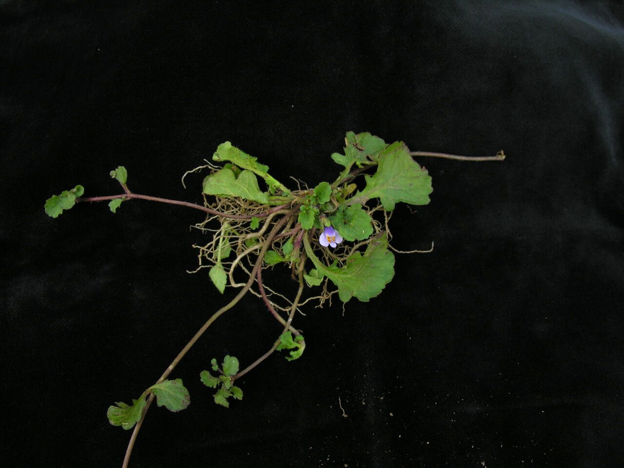 Mazus surculosus habit