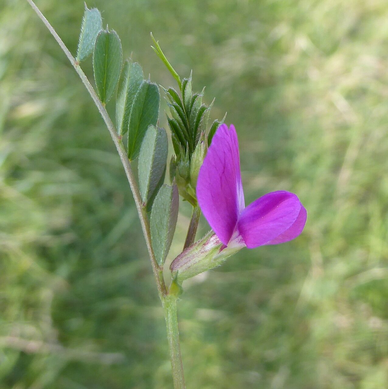 Vicia pyrenaica flower