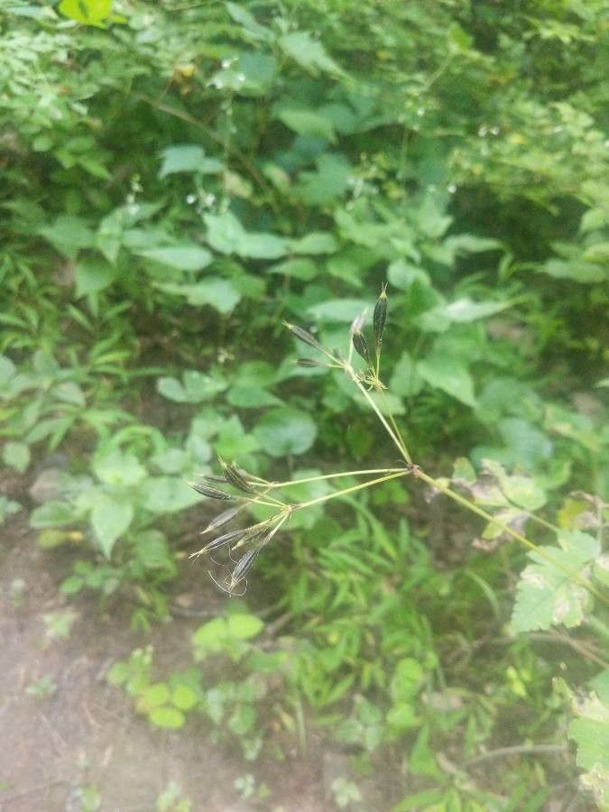 Osmorhiza longistylis fruit