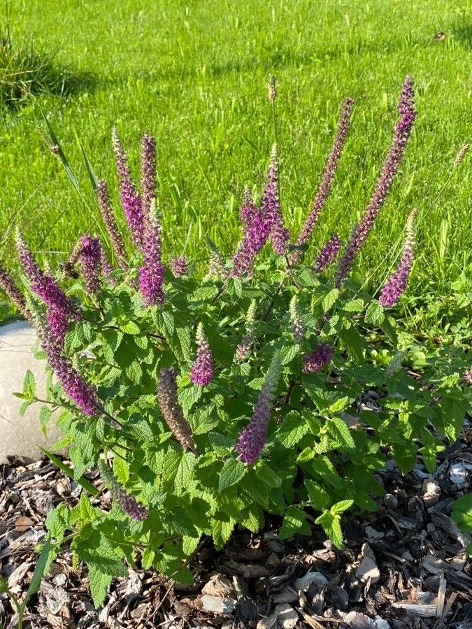 Teucrium hircanicum habit