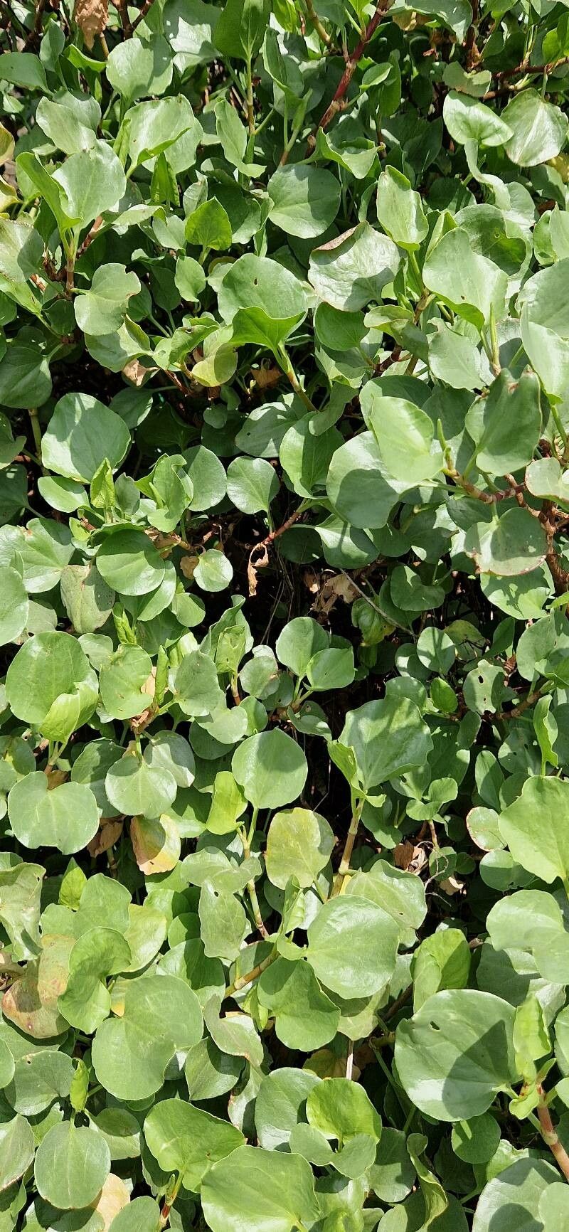 Rumex lunaria — search result for 'Polygonaceae'