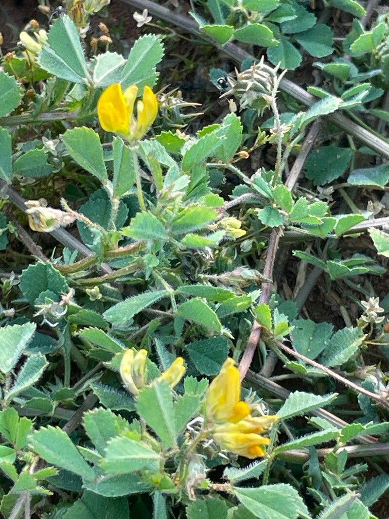 Medicago doliata flower