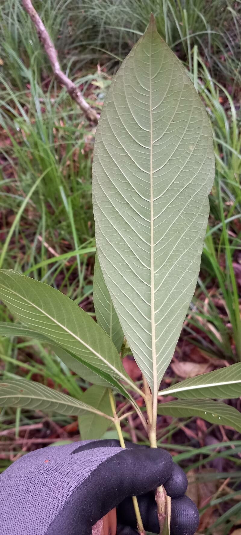 Palicourea bracteocardia leaf