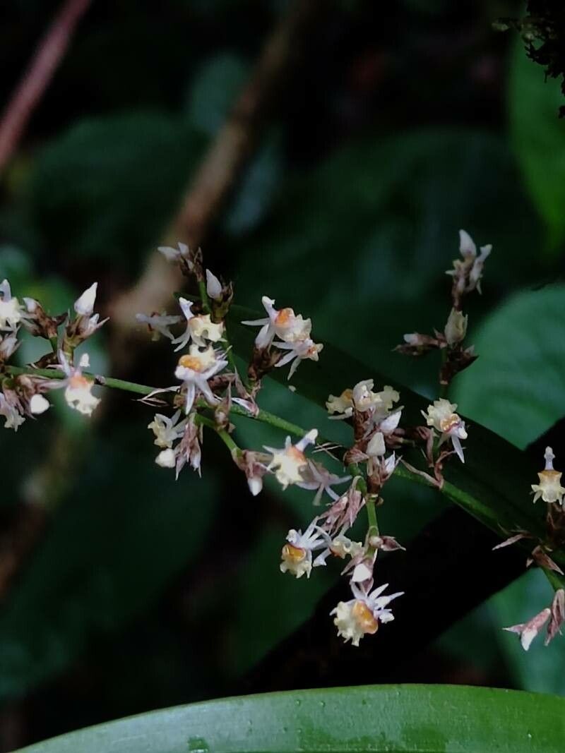 Oncidium integrilabre flower