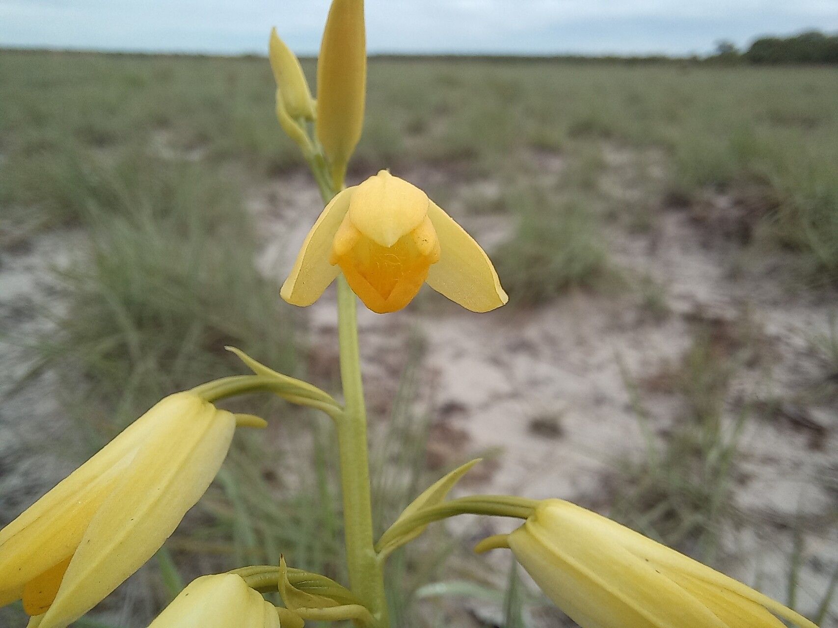 Eulophia carsonii — houseplant care guide