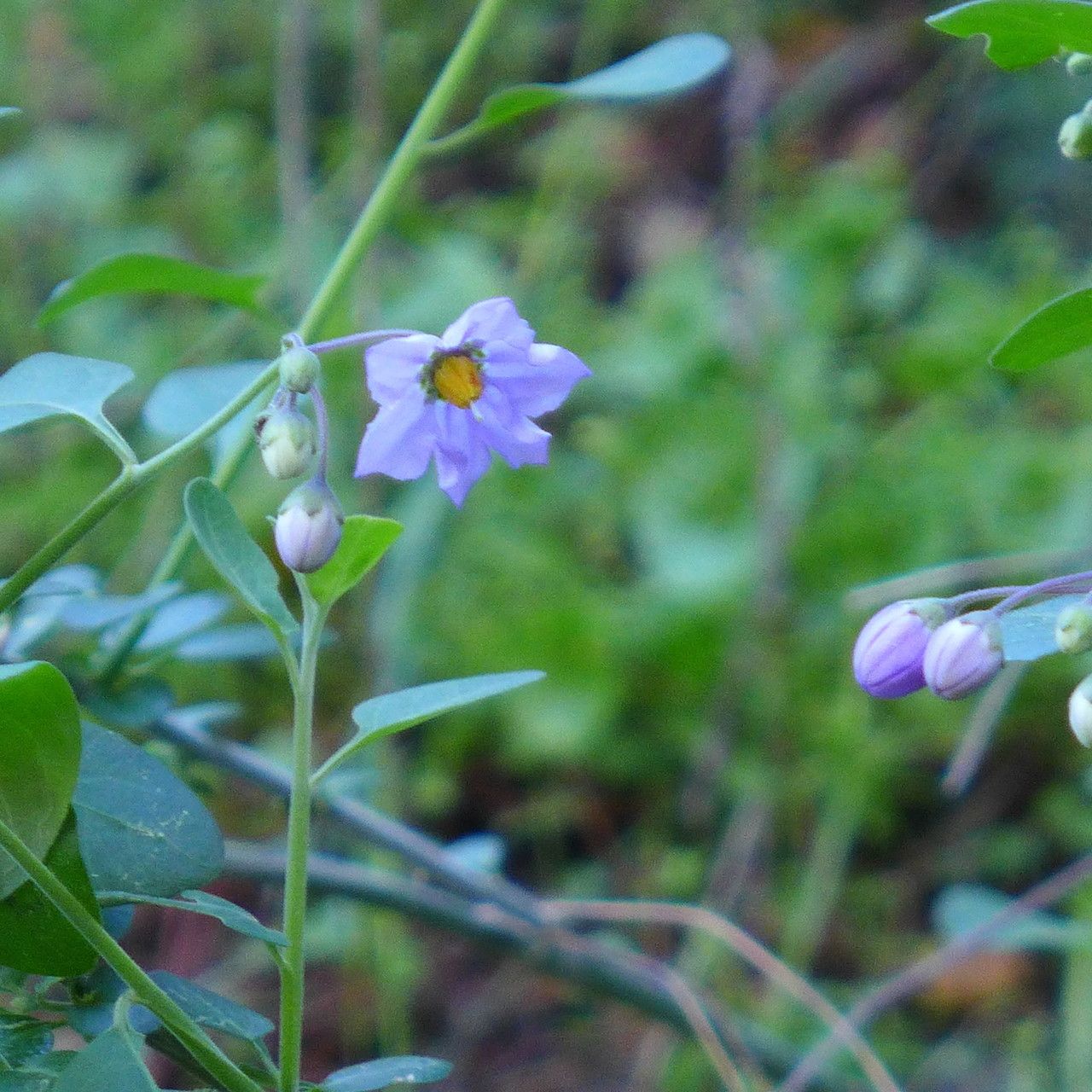 Solanum umbelliferum habit