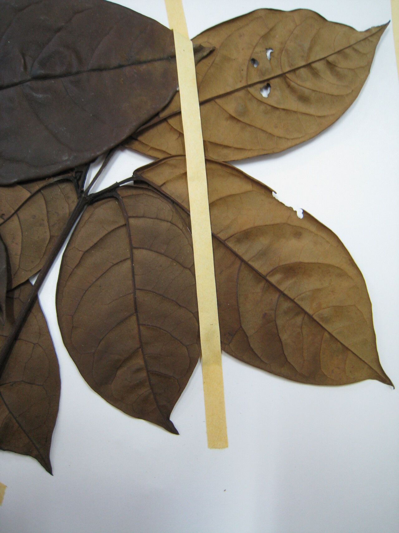 Tabebuia insignis other