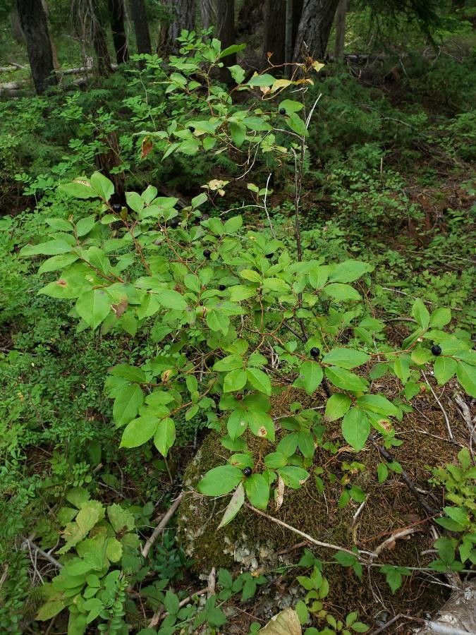 Vaccinium membranaceum habit