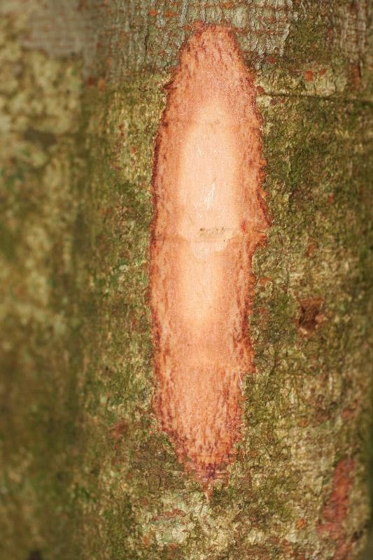 Inga loubryana other