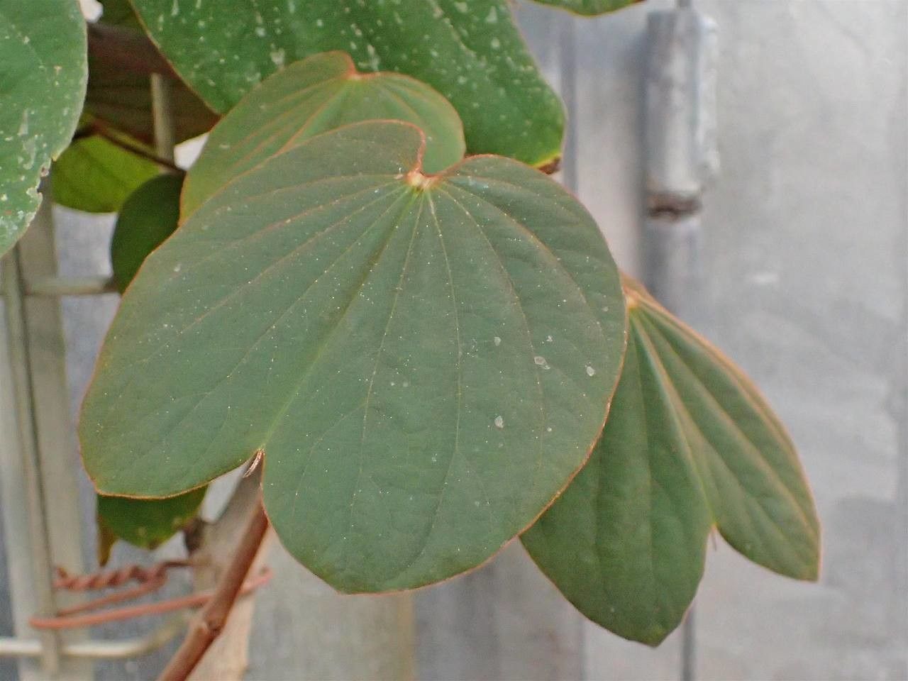 Bauhinia semibifida — search result for 'Bauhinia'