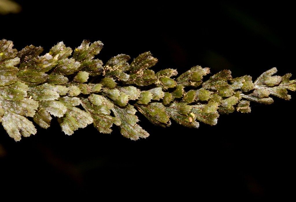 Hymenophyllum dimidiatum fruit