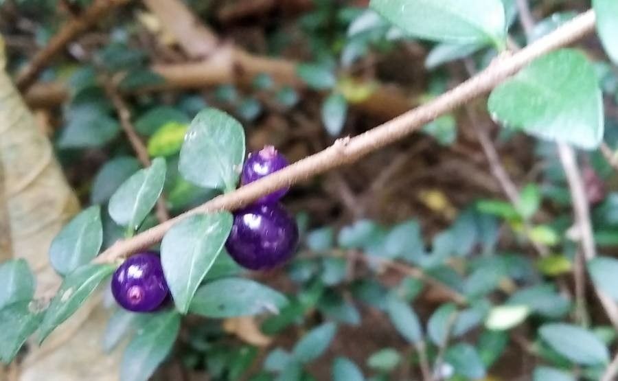 Lonicera nitida fruit