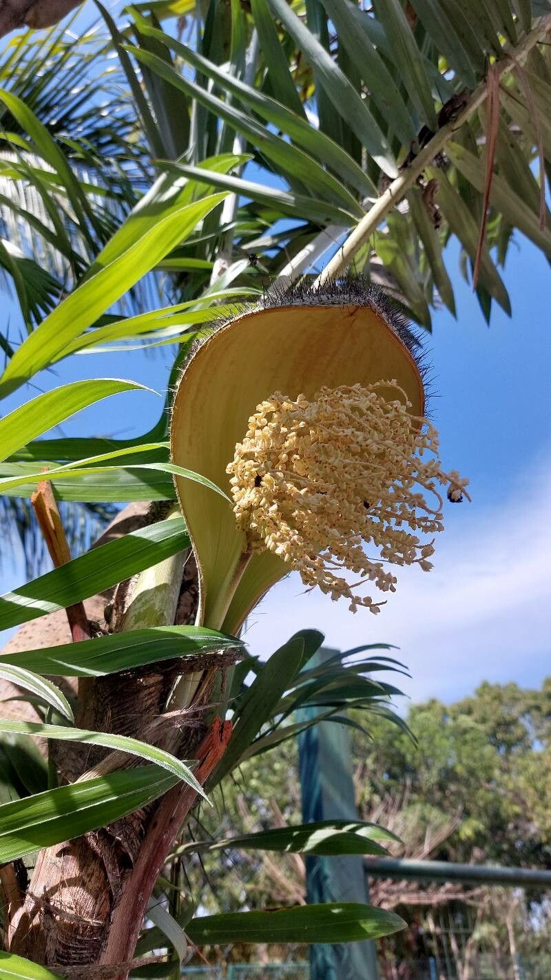 Bactris glaucescens flower