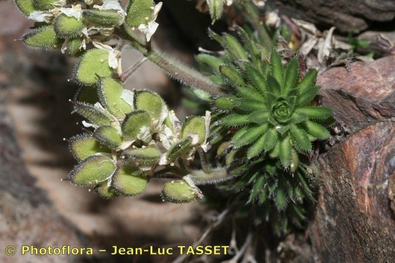 Draba loiseleurii — houseplant care guide